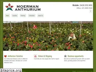 anthurium.com.au