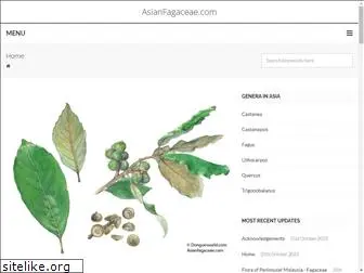 asianfagaceae.com