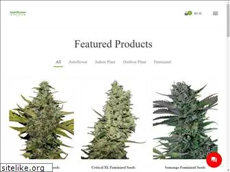 autoflowerseedshop.com