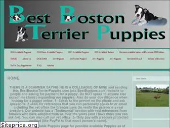 bestbostonterrierpuppies.com