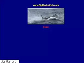 bigmarinefish.com