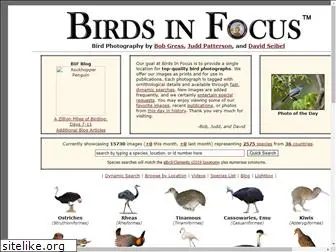 birdsinfocus.com