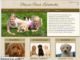 blossomranchlabradoodles.com