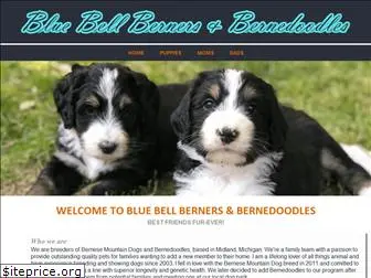 bluebellbernedoodles.com