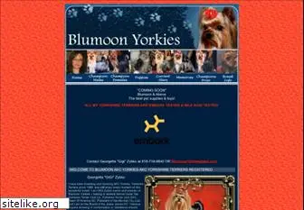 blumoonyorkies.com