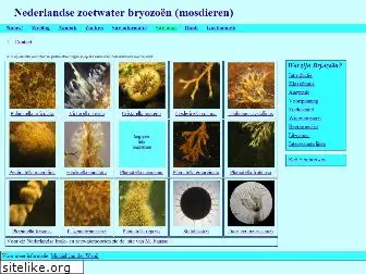 bryozoans.nl
