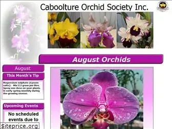 cabooltureorchidsociety.org