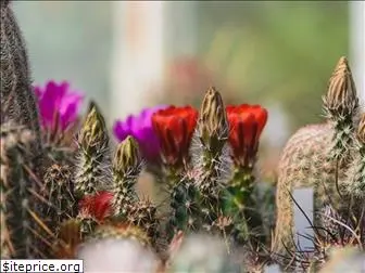 cactus-bg.com