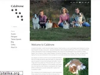 calabroneaustralianshepherds.com