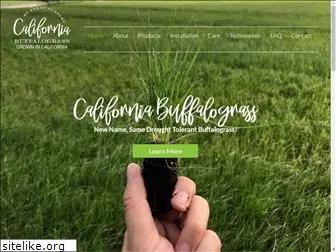 californiabuffalograss.com