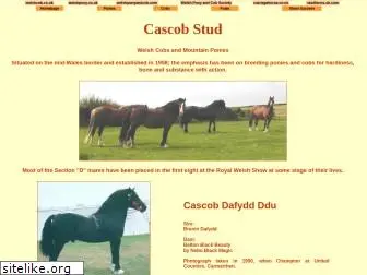 cascobstud.com