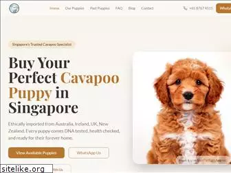 cavapoo.sg