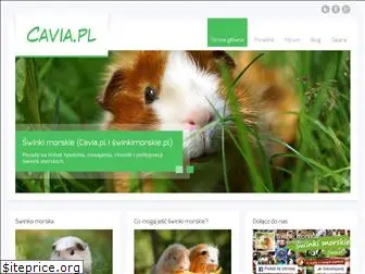 cavia.pl