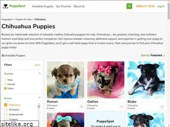 chihuahuapuppiesforsale.net