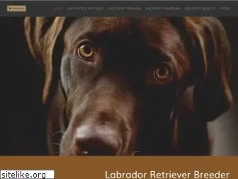 chocolatelabradorretriever.ca