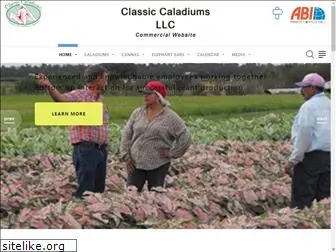 classiccaladiumsllc.com