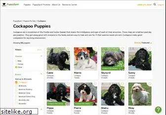 cockapoopuppiesforsale.net