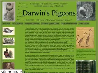 darwinspigeons.com