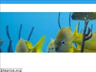 divecarib.com