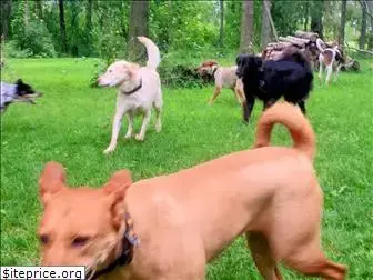 dogcountrydogcamp.com