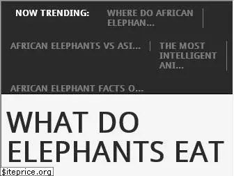 elephantsfacts.com