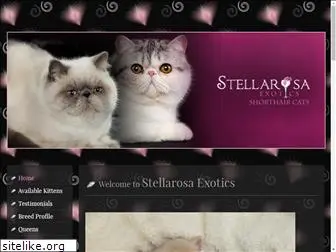 exoticshorthaircats.com