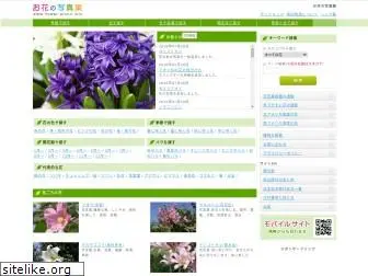 flower-photo.info