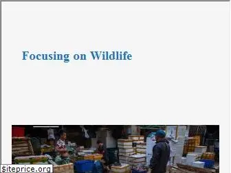 focusingonwildlife.com