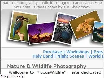 focuswildlife.com