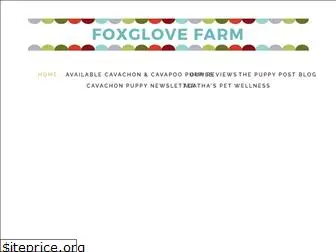 foxglovecavachonpuppies.com