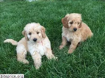 golden-doodles.blog