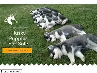 huskypuppies-forsale.com