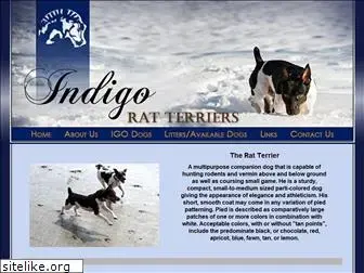 indigoratterriers.com