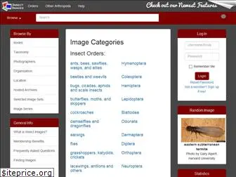 insectimages.org