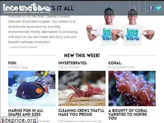 intotheblueeco.ca