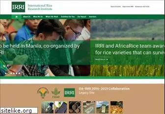 irri.org