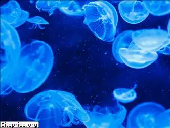 jellyfishaquarium.ca