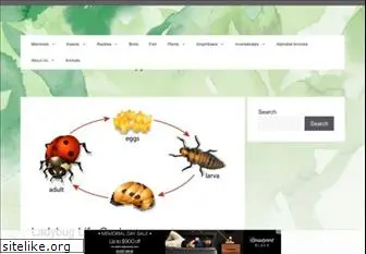 ladybug-life-cycle.com