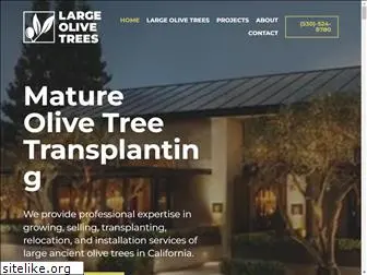 largeolivetrees.com