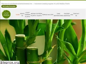 luckybambooplantsindonesia.com