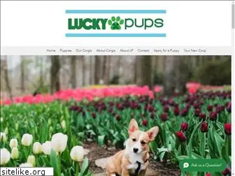 luckypupscorgis.com