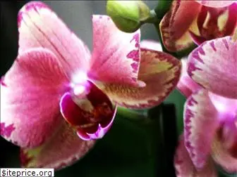 m-m-orchid.com