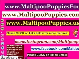 maltipoopuppies.us