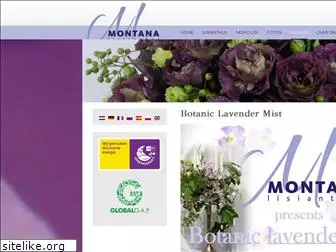 montanalisianthus.nl