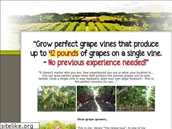 my-grape-vine.com