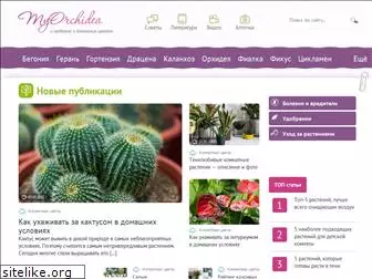 myorchidea.ru