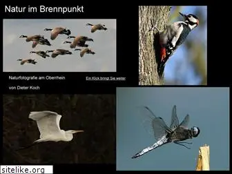 natur-im-brennpunkt.de