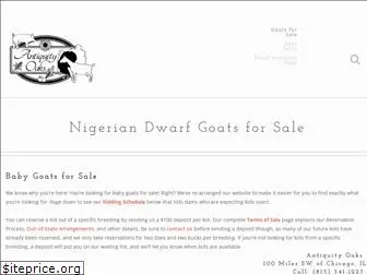 nigeriandwarfdairygoats.com