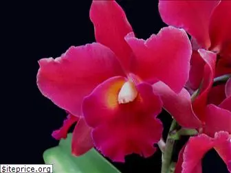 orchidscents.com