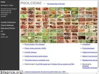 pholcidae.de